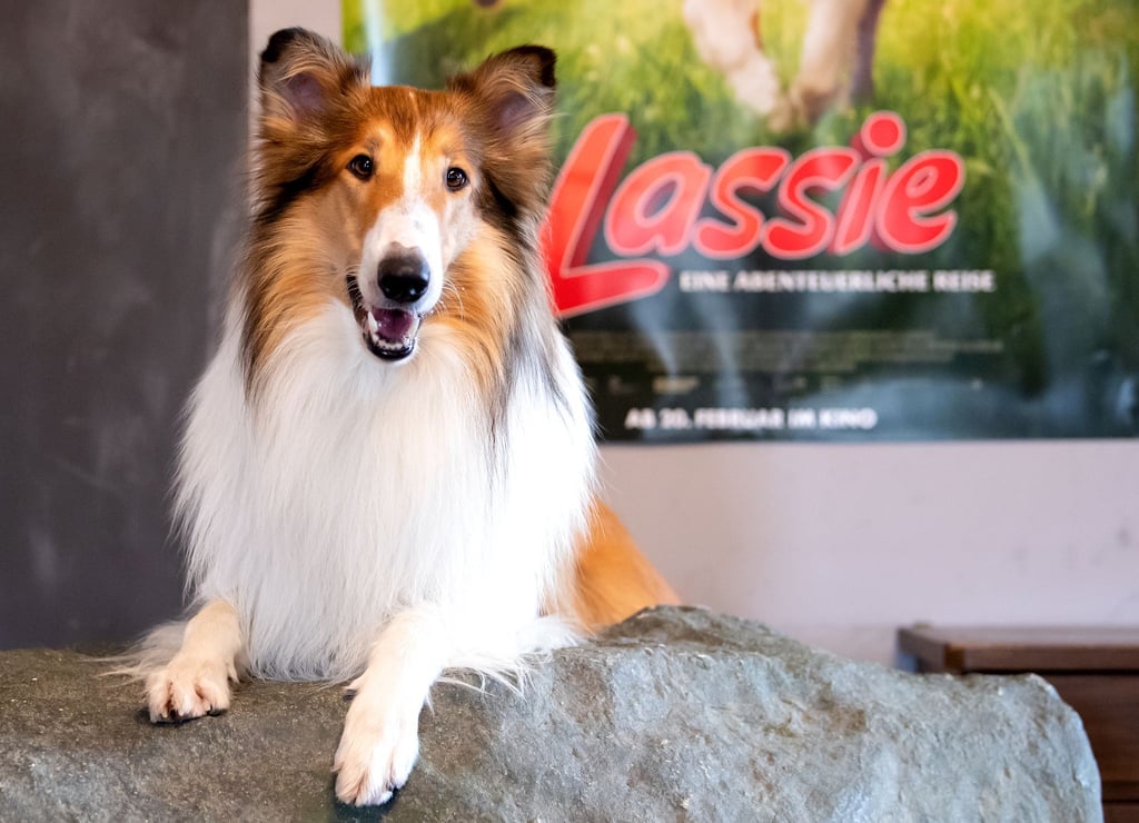 Die Lassie-Geschichten sind heute noch beliebt. (Archivbild)
