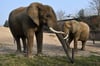 Kando (vorne) und Sweni, die Afrikanischen Elefanten im Zoo Magdeburg, werden erstmals Eltern.