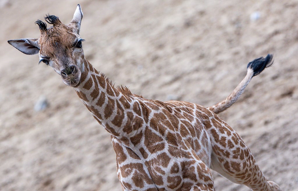Giraffen-Bulle Mojo erkundete erstmals das Außengehege des Schweriner Zoos.