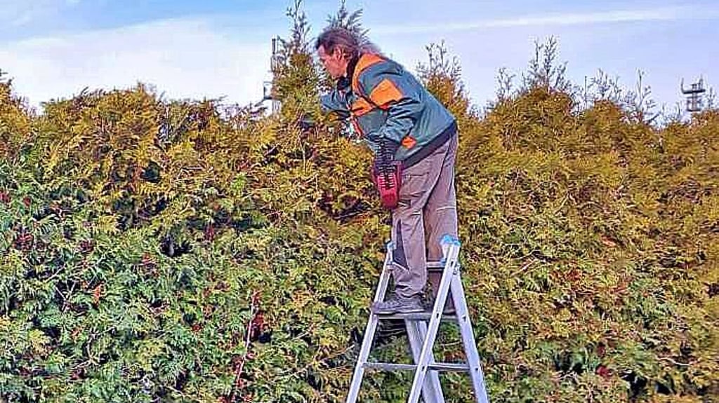 Die Arbeiten in der Höhe und mit der Heckenschere übernehmen Eltern.