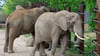 Elefantendamen Sweni (vorne) im Magdeburger Zoo erwartet Nachwuchs - der Zoo Magdeburg hofft damit auf einen ersten Erfolg für eine Erhaltungszucht. (Archivbild)