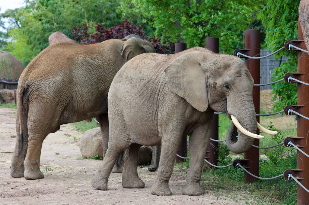 Die Elefantenkuh Sweni (v) und Elefantenbulle Kandi im Magdeburger Zoo stehen auf Freigehege. Ihr Baby-Elefant soll in Kürze zur Welt kommen.