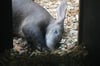 Erdferkel Nio, neu aus dem Zoo Saarbrücken im halleschen Bergzoo eingetroffen, soll den beiden Erdferkel-Damen Esti und Ramatu schon bald Gesellschaft leisten – und langfristig für Nachwuchs auf dem Reilsberg  sorgen. Noch aber ist Nio etwas scheu. 