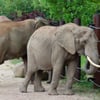 Die Elefantenkuh Sweni (v) und Elefantenbulle Kandi im Magdeburger Zoo stehen auf Freigehege. Ihr Baby-Elefant soll in Kürze zur Welt kommen.