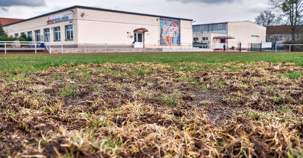 Die Gefahr durch Krähen-Vandalismus ist im Gommeraner Sportforum noch immer nicht gebannt. Der Rasen gleicht nach wie vor einem Schlachtfeld. Neben den Krähen fallen nun auch Stare über den Fußballplatz her. Und: Ein kleiner Käfer hat sich als der wahre Endgegner herauskristallisiert.