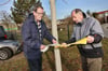 Manfred Brodhuhn (l.) und Wolfgang Jache bringen einen Leimring am Stamm der Rotblühenden Kastanie an. 