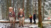 Winter ist Zeit für den Holzeinschlag in Thüringens Wäldern. Rückepferde helfen dabei.