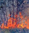 Nicht erst im Sommer besteht Waldbrandgefahr.