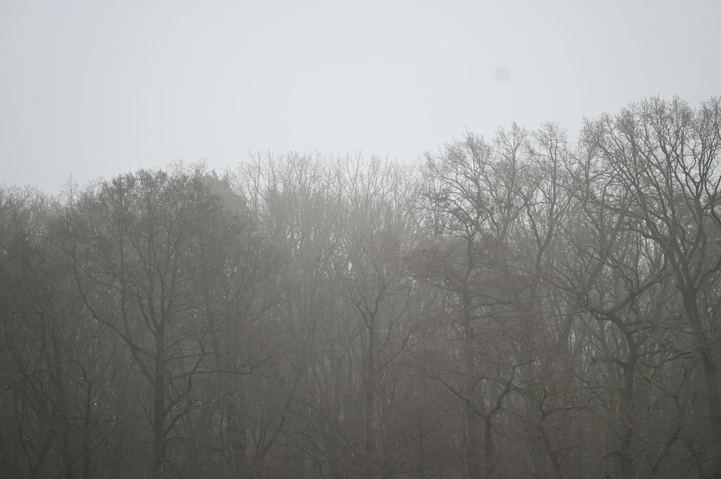 Berlin und Brandenburg starten mit grauem und nebeligem Wetter in das Wochenende. (Archivbild)