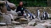 Die zoologische Leiterin im Weltvogelpark Walsrode kontrolliert Humboldtpinguine.