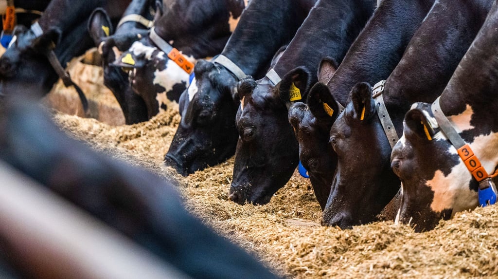Weniger Milchbauern in Sachsen - Kühe geben mehr Milch