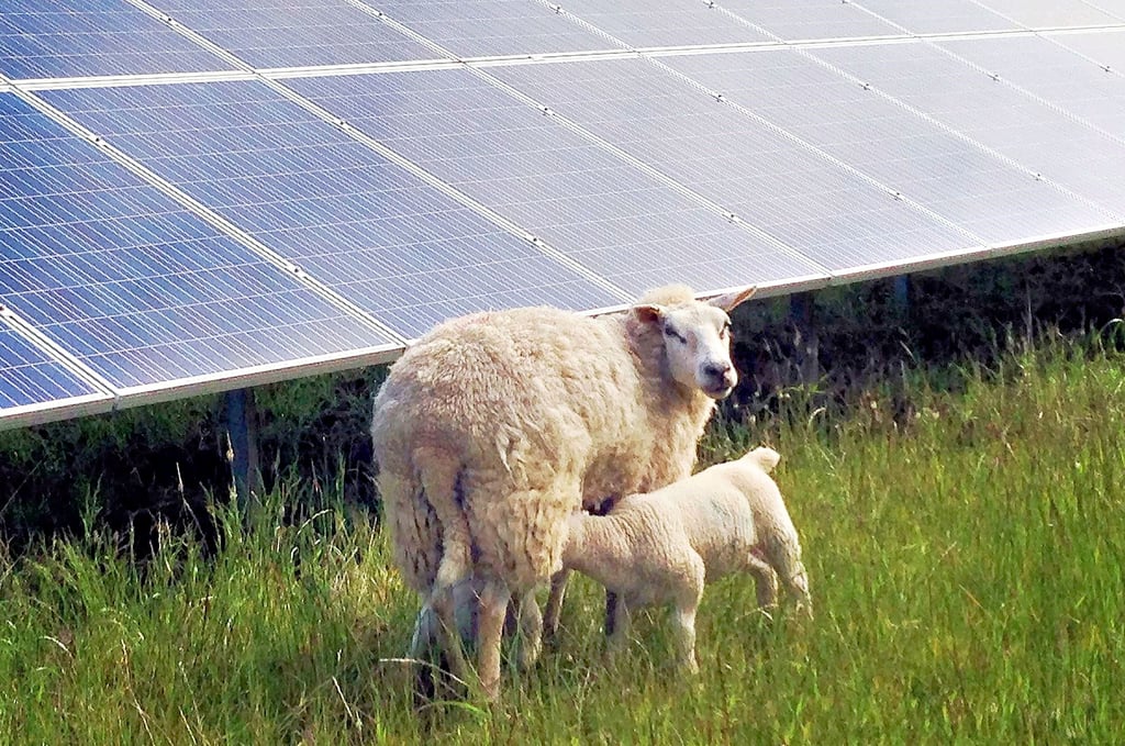 Schafe weiden an Modulen eines Solarparks der Low Carbon GmbH, die auch in Falkenstein investieren will.