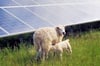 Schafe weiden an Modulen eines Solarparks der Low Carbon GmbH, die auch in Falkenstein investieren will. 