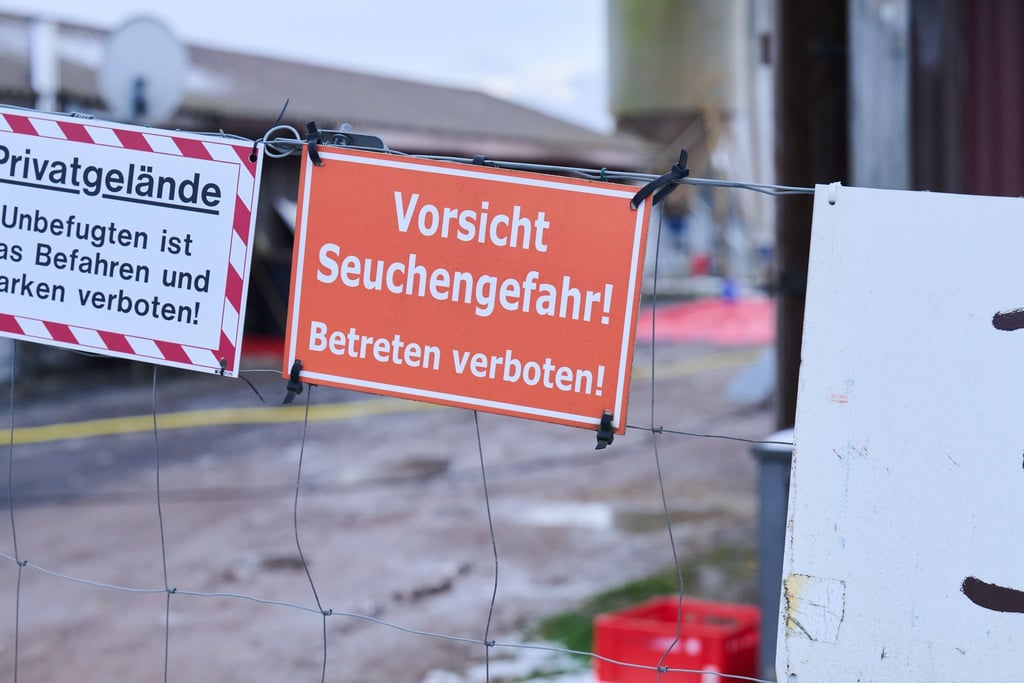 Die Grünen verlangen von der sächsischen Regierung mehr Prävention bei Maul- und Klauenseuche. (Archivbild)