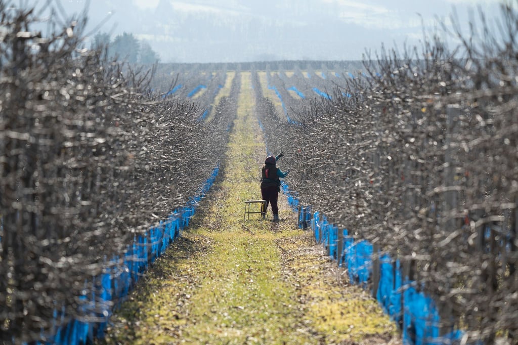 Die frostigen Nächte sind für die Obstbauern derzeit kein Problem (Archivbild).