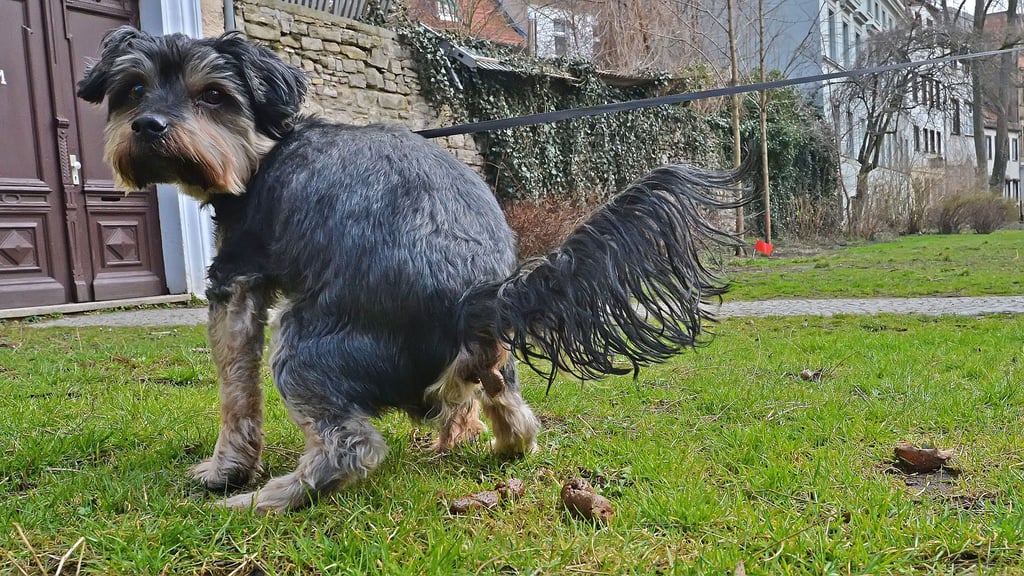 Nicht immer wird Hundekot von den Hundebesitzern mitgenommen.