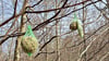 Diese Netze mit Vogelfutter hingen im Forstrevier Zollhaus in den Bäumen.