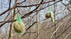 Diese Netze mit Vogelfutter hingen im Forstrevier Zollhaus in den Bäumen - für Damwild sind diese jedoch Gift und für Vögel im Wald gar nicht nötig.