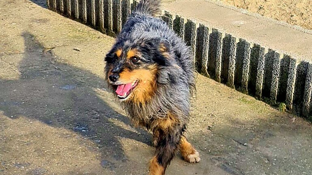 Nach einer Hunde-Razzia im Saalekreis werden die geretteten Vierbeiner jetzt im Internet versteigert. Maja gehört zu den Hunden, die Ende 2024 gerettet wurden. 