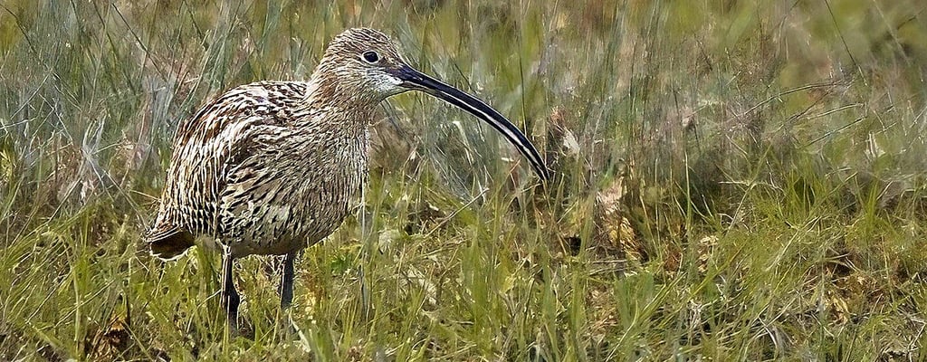 Der Große Brachvogel gehört zu der Familie der Schnepfenvögel. Er wird bis zu 60 Zentimeter groß, wobei das Weibchen etwas größer und schwerer als das Männchen ist. Der Brachvogel hat einen kleinen Kopf mit einem langen, nach unten gebogenen Schnabel.