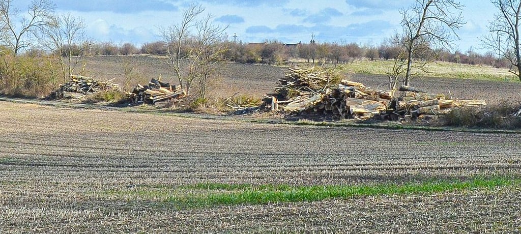 Bäume auf einem Feldweg bei Hornhausen wurden gefällt.