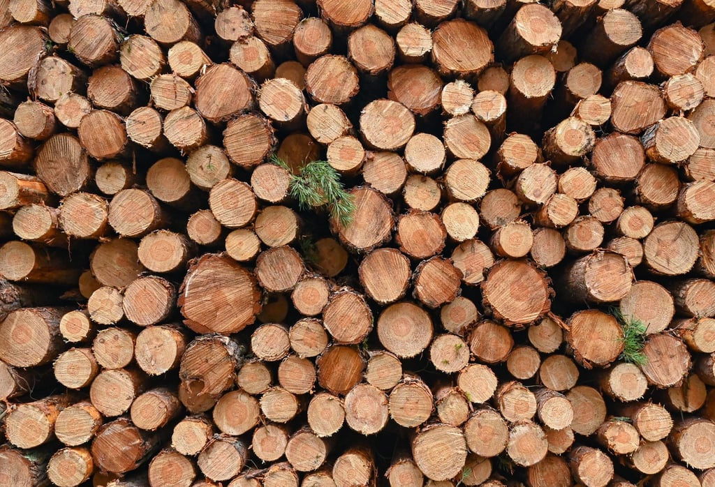 Immer wieder wird in Brandenburg Holz gestohlen. (Symbolbild)