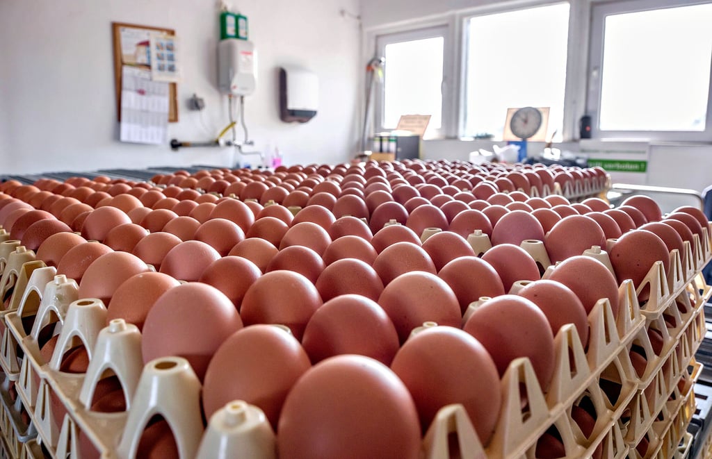 Täglich rollen rund 17.000 Eier vom Förderband des Legehennenbetriebs der Pretzscher Agrargenossenschaft. Vor Ostern sind sie besonders begehrt.