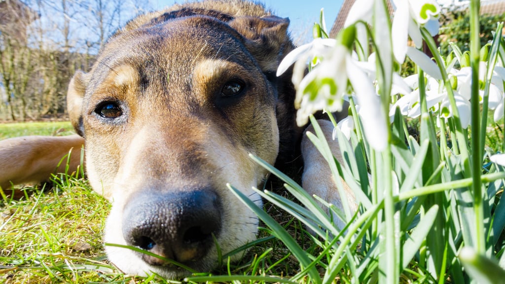 In Wernigerode leben zahlreiche Hunde – doch nicht alle tragen sichtbar eine Steuermarke.