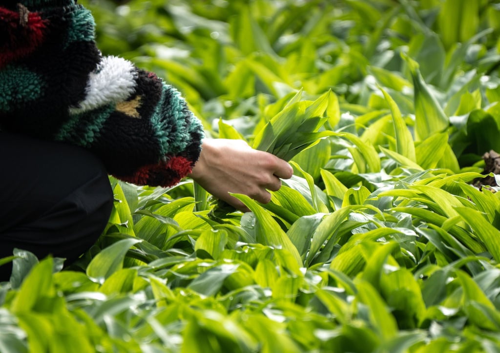 Beim Sammeln von Bärlauch ist Vorsicht geboten: Die Blätter können leicht mit giftigen Doppelgängern verwechselt werden.