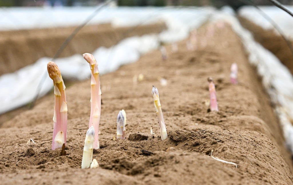 Der erste Spargel in Brandenburg ist bereit für die Ernte. (Archivild)