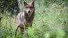 Der Wolf soll bundesweit nach dem Willen der Brandenburger Landesregierung ins Jagdrecht aufgenommen werden.