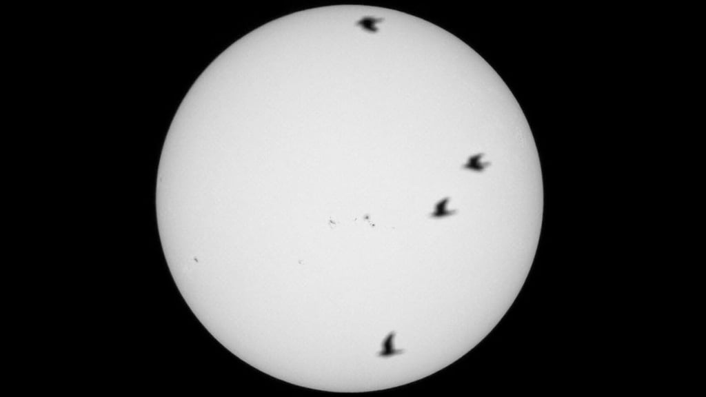 Zwar unscharf, aber ein Glücksfall: Klaus Rockmann hat Tauben vor der Sonne erwischt.