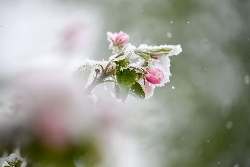 Im vergangenen Jahr starben viele Blüten wegen der Kälte ab. (Archivbild)
