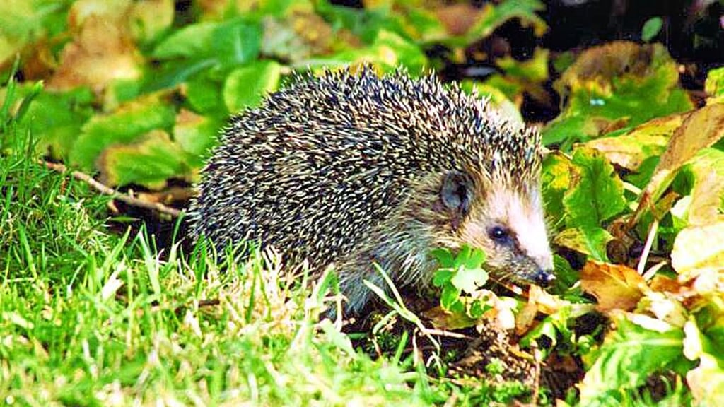 Der Igel ist bedroht. In Halle soll