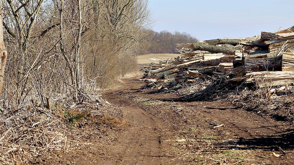 Die Bäume am Pappelweg zwischen Dahlenwarsleben und Hohenwarsleben sind bereits gefällt. Das hat zwar nichts mit dem küftigen Radweg zu tun, der die beiden Dörfer miteinander verbinden soll. Doch die Planungen laufen .