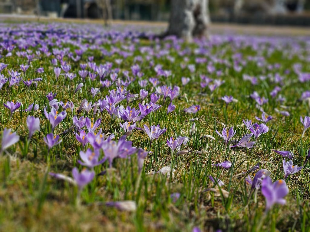 Steigende Temperaturen locken im Erzgebirge Millionen Krokusse aus dem Boden und verwandeln Drebach in ein lilafarbenes Blütenmeer.
