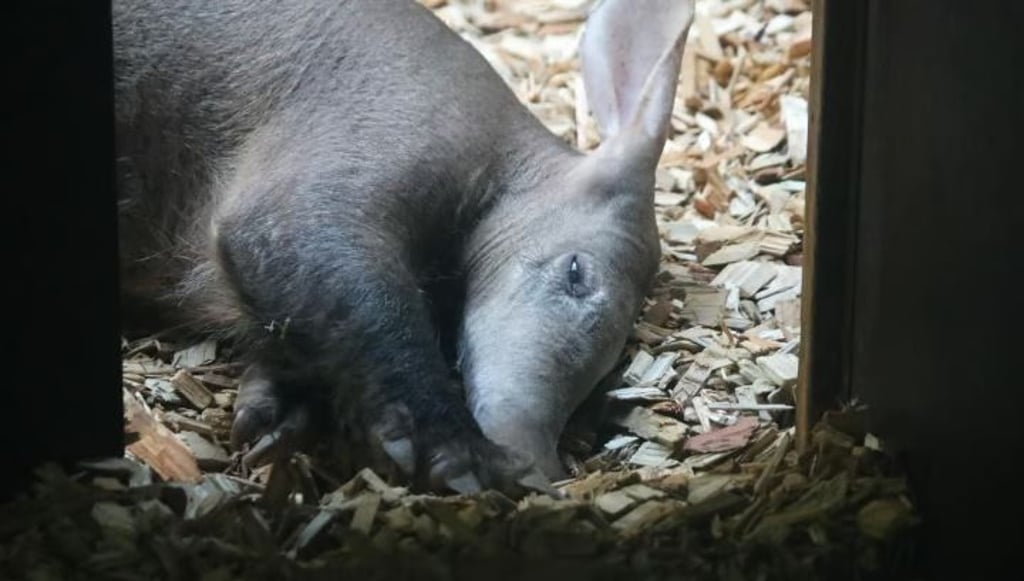 Erdferkel Nio, neu aus dem Zoo Saarbrücken im halleschen Bergzoo eingetroffen, soll den beiden Erdferkel-Damen Esti und Ramatu schon bald Gesellschaft leisten – und langfristig für Nachwuchs auf dem Reilsberg sorgen. Noch aber ist Nio etwas scheu.