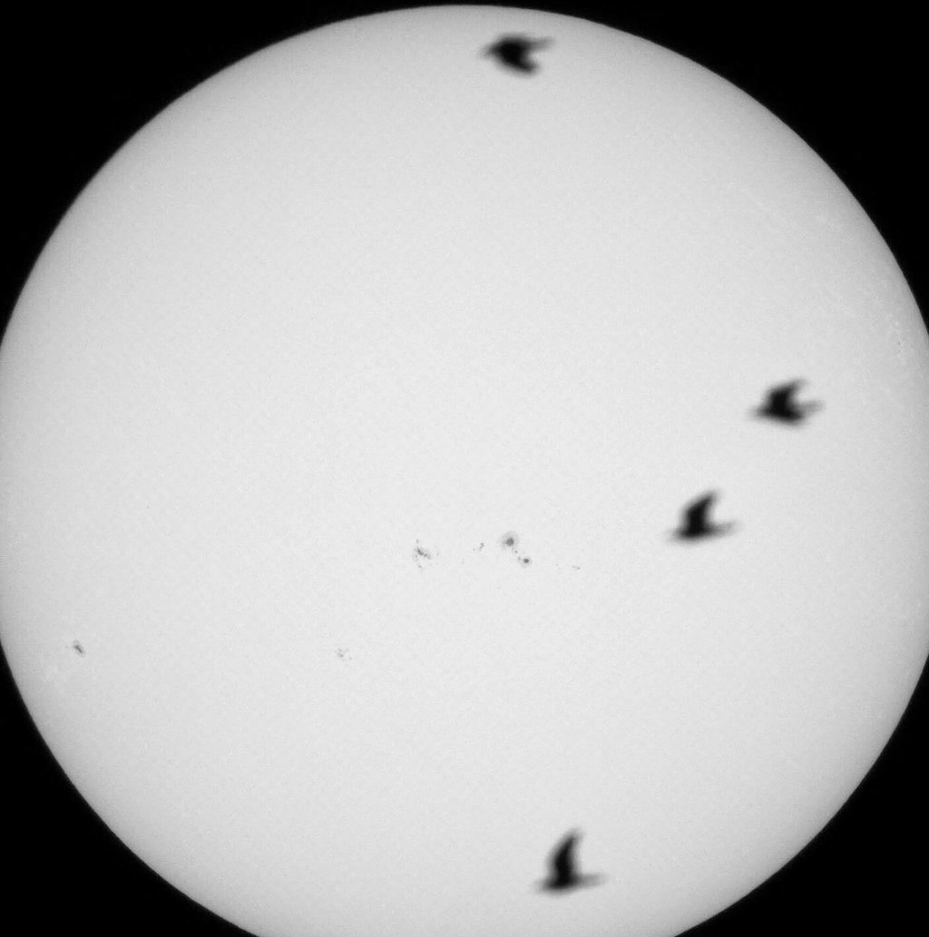 Zwar unscharf, aber ein Glücksfall: Klaus Rockmann hat Tauben vor der Sonne erwischt.