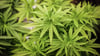 An zwei Orten fanden Ermittler aktive Cannabis-Plantagen. (Symbolbild)