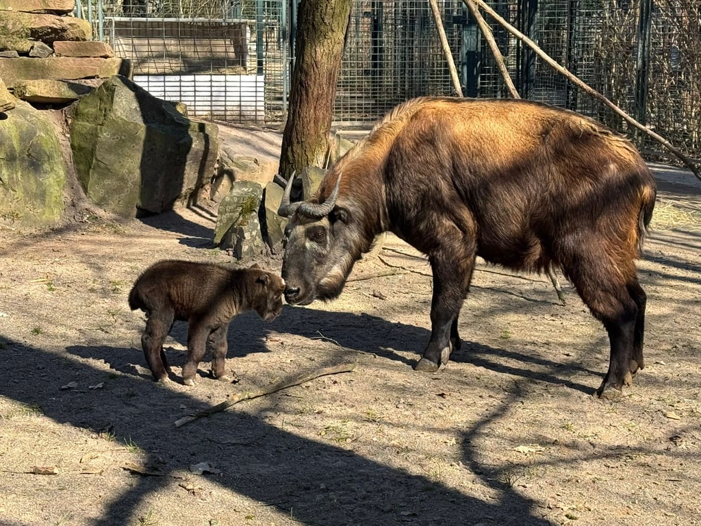 Mutter Princezna und ihr süßes Kälbchen.