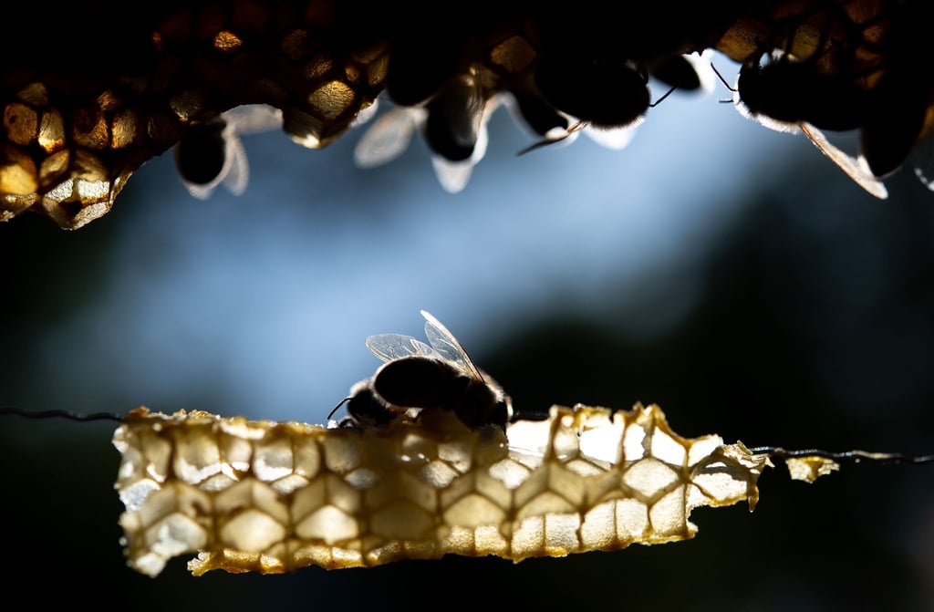 Die Varroa-Milbe kostete auch in Thüringen einige Imker wieder Bienenvölker. (Archivbild)