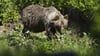 Ein Braunbär in einem slowakischen Gebirgstal. In der Slowakei gibt es mehr als tausend frei lebende Braunbären. (Archivbild)