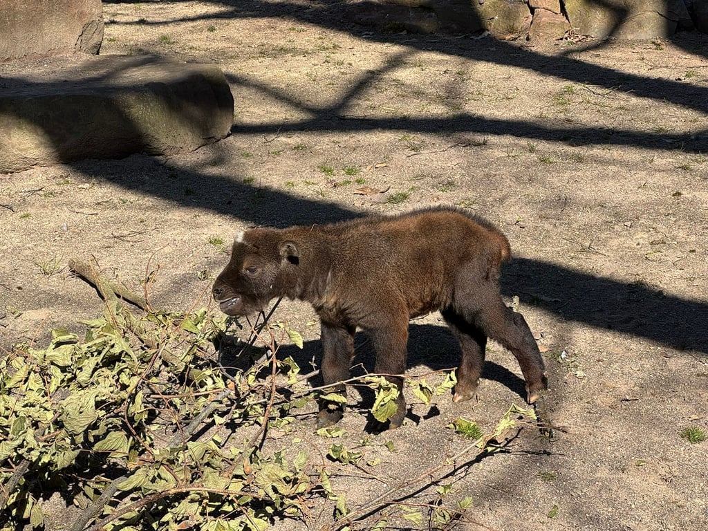 Das Mishmi-Takin-Baby erkundet die Welt im Zoo Magdeburg.