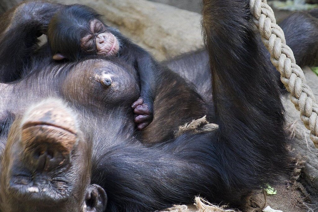 Muttertier Kisha (20) mit Baby Evelyn im Zoo Leipzig.