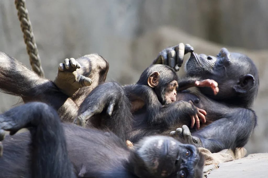 Die Schimpansenfamilie sonnt sich glücklich vereint im Außengehege im Zoo Leipzig.