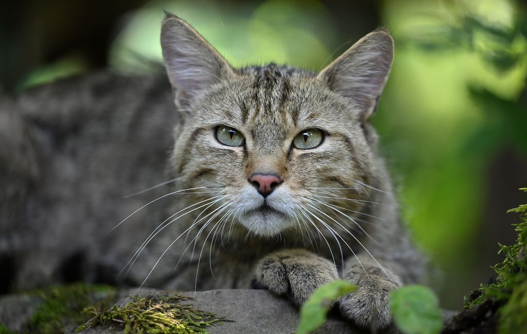 Wildkatzen sind schwer von Hauskatzen zu unterscheiden: In Sachsen-Anhalt sind die Waldjäger in immer mehr Regionen heimisch geworden.