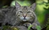 Wildkatzen sind schwer von Hauskatzen zu unterscheiden: In Sachsen-Anhalt sind die Waldjäger in immer mehr Regionen heimisch geworden.