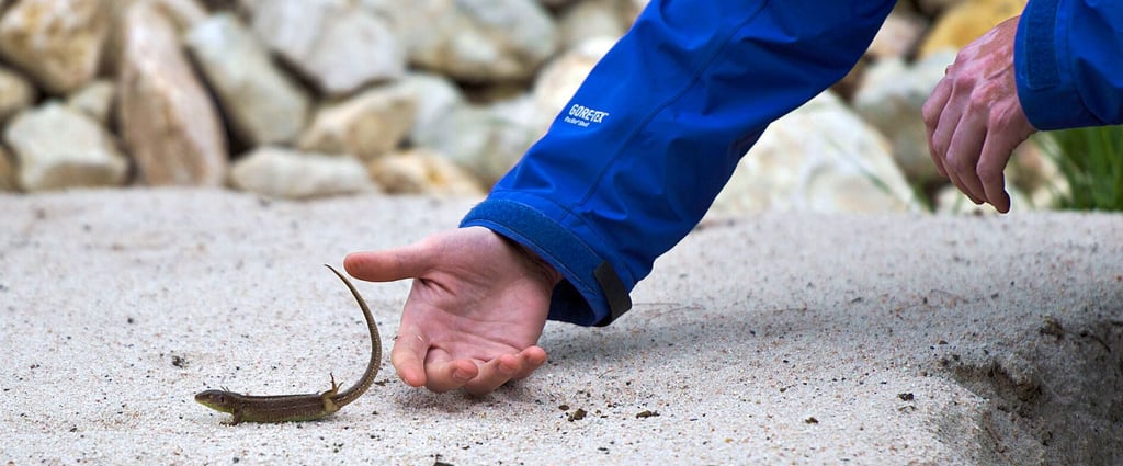 Per Hand wurden die Zauneidechsen eingesammelt und umgesetzt.
