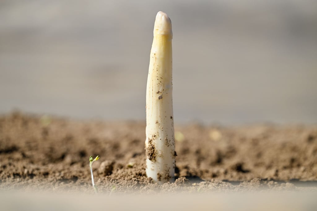 Der erste Spargel