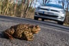 Auf dem Weg zum Laichgewässer  müssen Kröten nicht länger über die Straße laufen. 